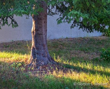 Pine Trunk_01506.jpg - Photographed at Smiths Falls, Ontario, Canada.